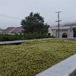 Chardonnay Grapes