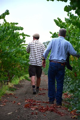 Hafner Vineyard Harvest Preparation. Walking in the Vineyard.