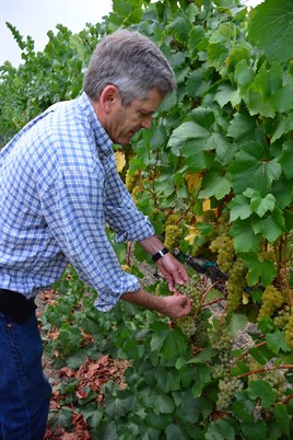 Hafner Vineyard Harvest Preparation. Parke tasting Chardonnay.