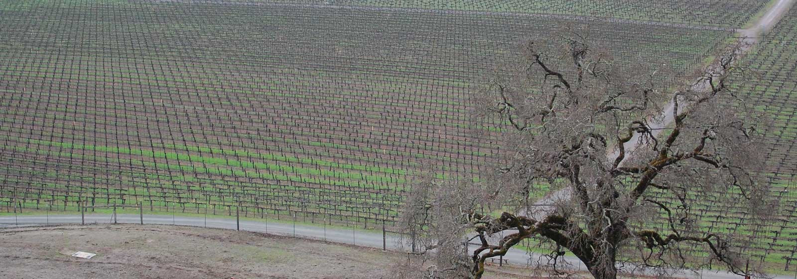 Vineyard February