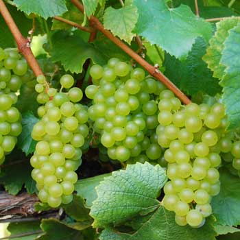 Chardonnay