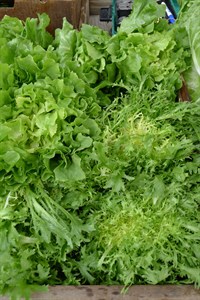 Lettuce from the Farmers' Market in Healdsburg, Sonoma County. Ed Miller's Farmstand.