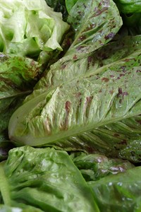 Lettuce from the Farmers' Market in Healdsburg, Sonoma County. Ed Miller's Farmstand. (1)