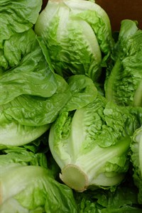 Lettuce from the Farmers' Market in Healdsburg, Sonoma County. Ed Miller's Farmstand. (2)