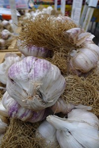 Garlic from the Farmers' Market in Healdsburg, Sonoma County. Bernier's Farmstand.