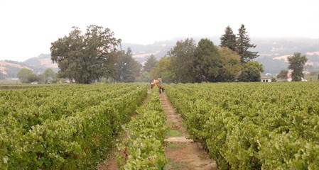 Harvesting the Chardonnay at Hafner Vineyard.