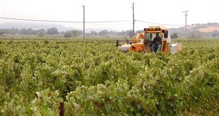 Harvesting the Chardonnay at Hafner Vineyard. (1)
