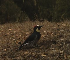 Woodpecker enjoys an afternoon at Hafner Vineyard.