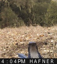 A curious bird at Hafner Vineyard in Alexander Valley.