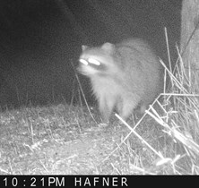A steath raccoon wanders the hillside at Hafner Vineyard.