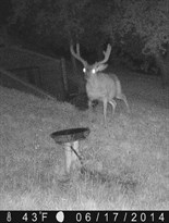 A buck explores the hills of Hafner Vineyard in Alexander Valley.