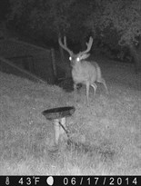 A buck explores the hills of Hafner Vineyard in Alexander Valley.