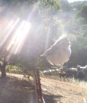 Small bird suns itself on the fence.