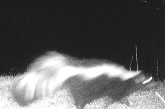 A skunk wanders past the camera at Hafner Vineyard.
