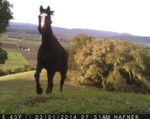 Cody patrols the hills at Hafner Vineyard.