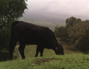 A cow nibbles the green grasses at Hafner Vineyard.
