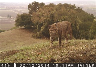 A rare bobcat sighting at Hafner Vineyard.