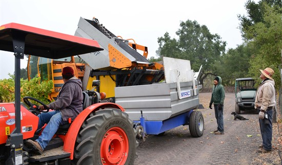 Sending the grapes to the winery