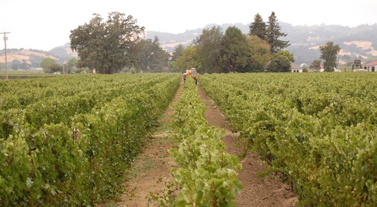 Machine Harvesting at Hafner Vineyard