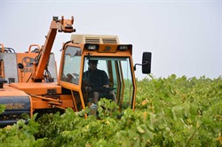 Machine Harvesting with Pellenc