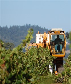 Careful driving promises a productive grape Harvest at Hafner Vineyard