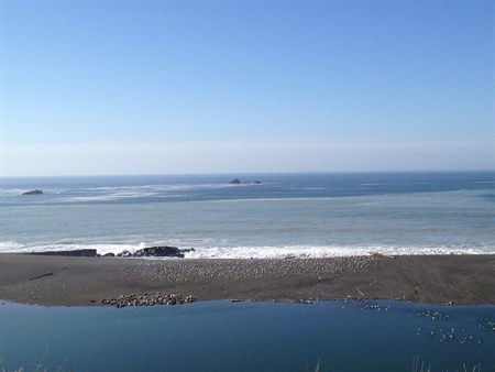 Goat Rock Beach with sea lions enjoying the sun.