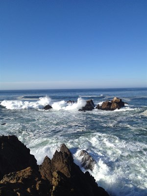 Sonoma Coast displays a dramatic rocky shoreline.