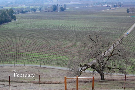 February at Hafner Vineyard