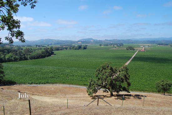 July at Hafner Vineyard