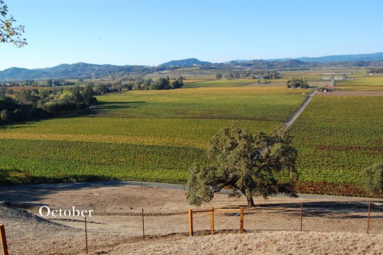 October at Hafner Vineyard