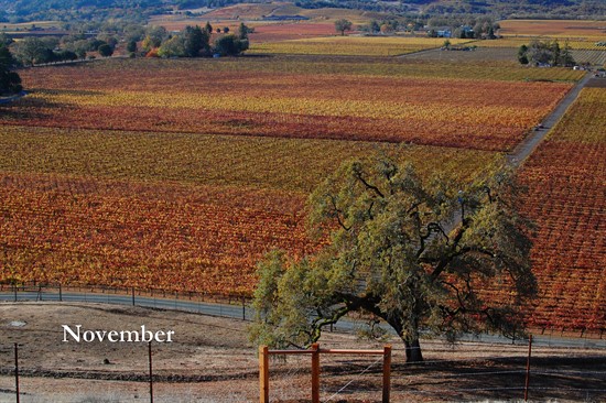 November at Hafner Vineyard