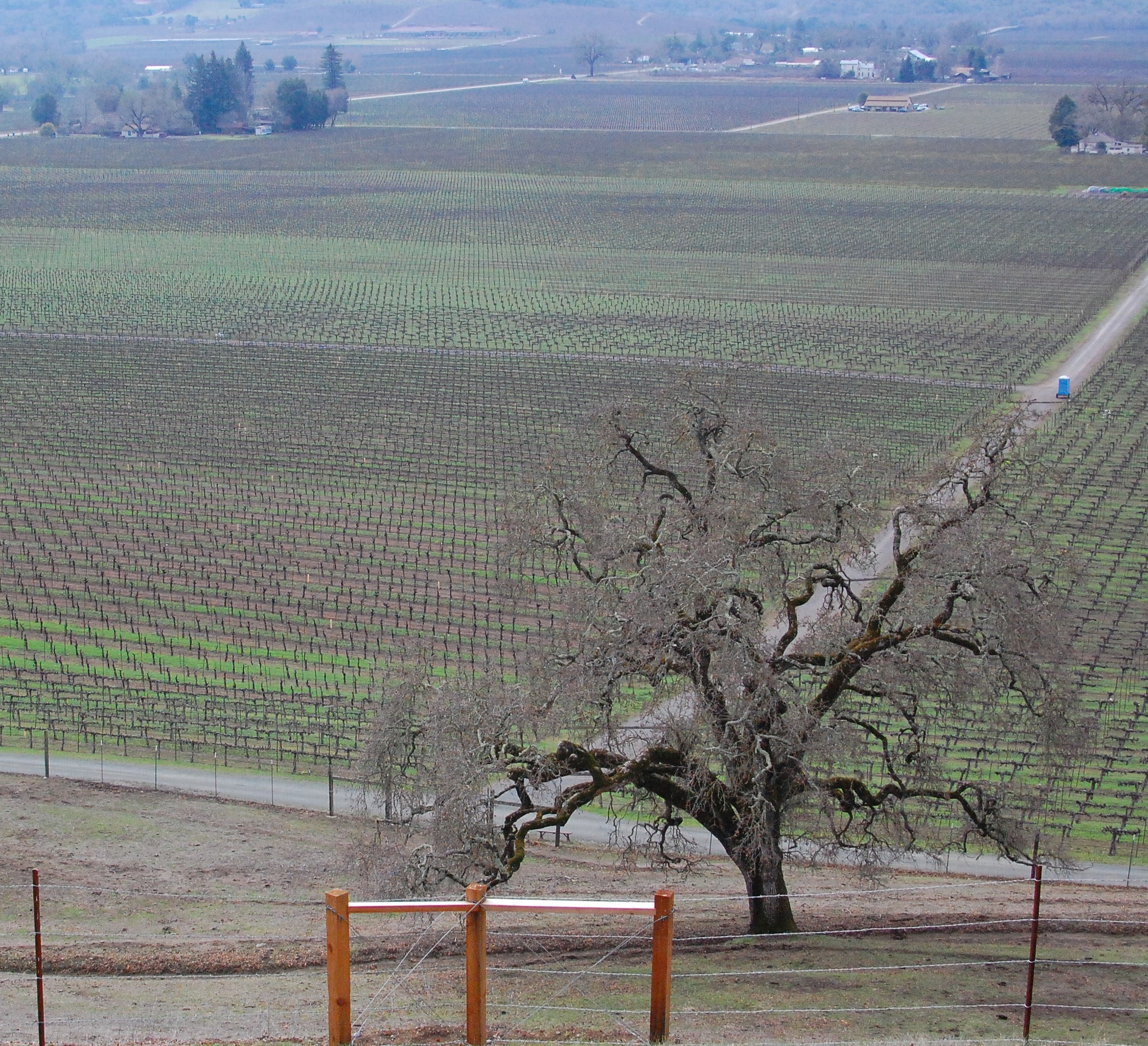 A view overlooking Hafner Vineyard