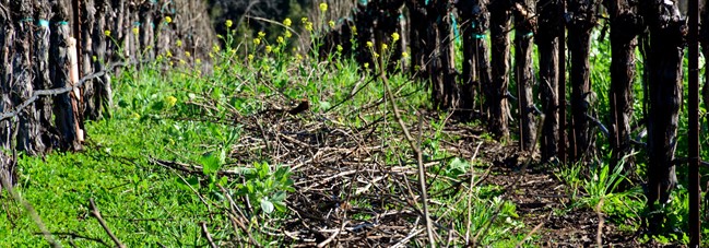 Vine Cuttings at Hafner Vineyard