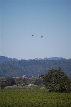 Hot Air Balloons over Hafner Vineyard in Alexander Valley