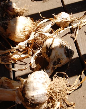 Fresh homegrown garlic from Dick Hafner