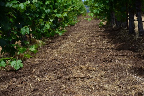 The OSB is cultivated back into the soil.