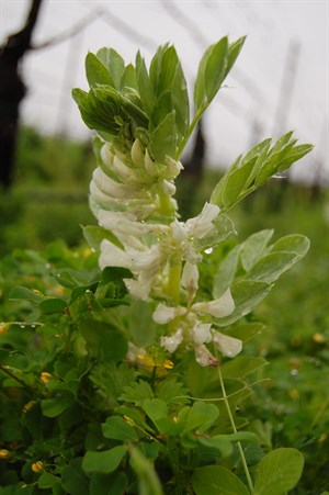 Bell bean grows in the cover crop of the vineyard at Hafner