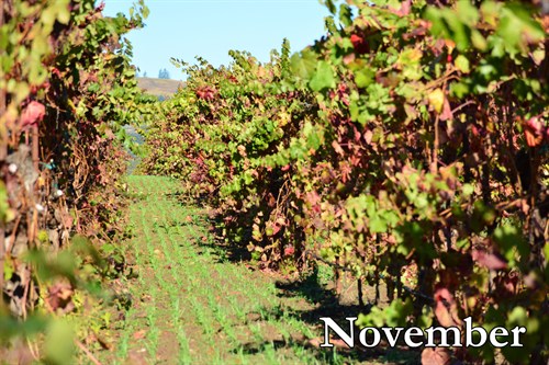 Seeded cover crop begins to grow during November at Hafner Vineyard