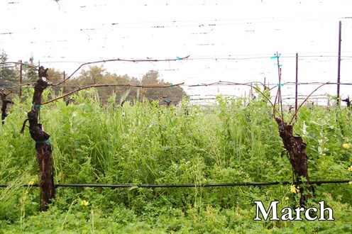 Cover crop grows robustly in the Winter months.