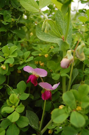 Sweet peas are part of the organic soil builder mix that vineyard manager, David Huebel, plants.