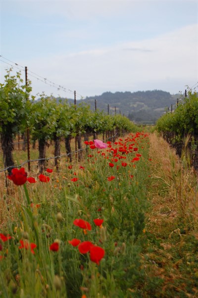 Insectary blend blooming at Hafner Vineyard