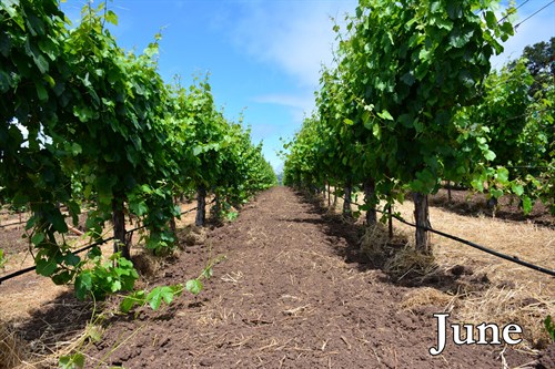 The cover crop is cultivated back into the soil at Hafner