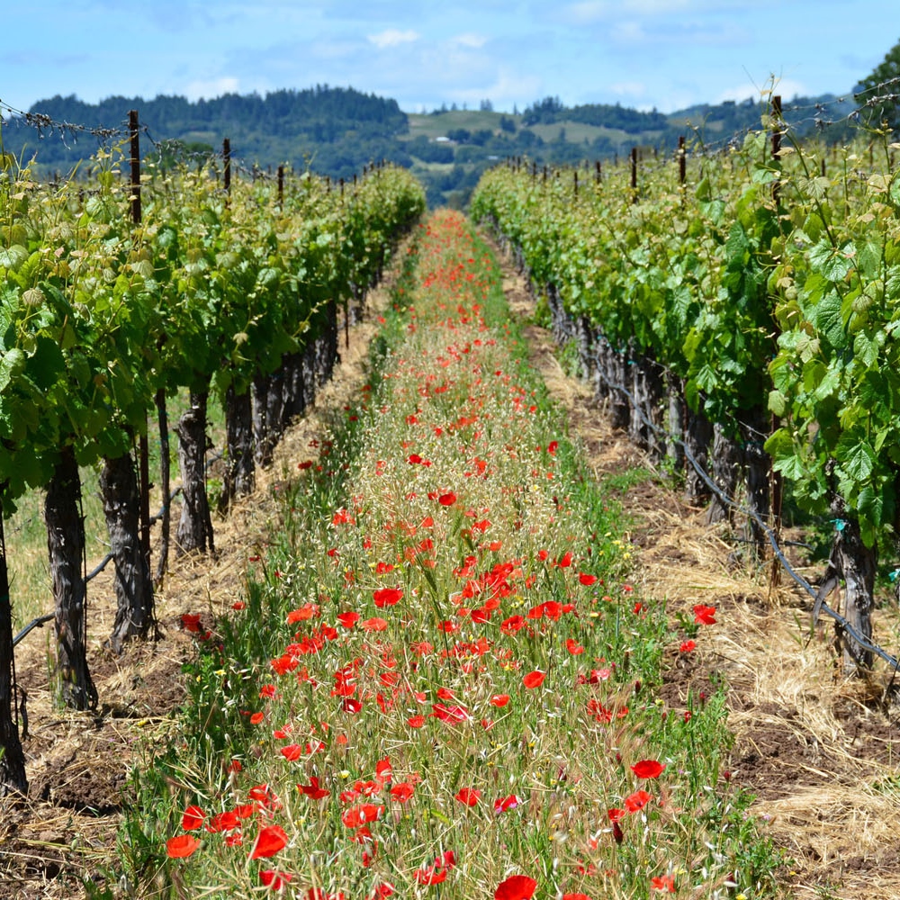 Insectary blends attract predatory insects and bring vibrant colors to the vineyard. Vineyard sustainability in action!