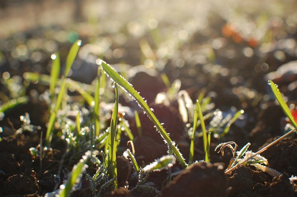 Frozen grasses in the vineyard at Hafner in Alexander Valley