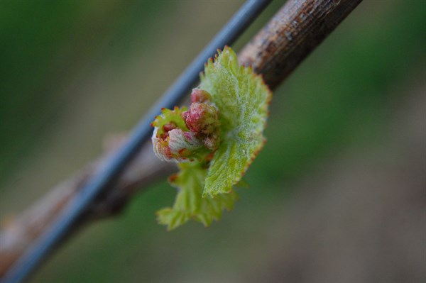 Vineyard bud up close at Hafner in Alexander Valley