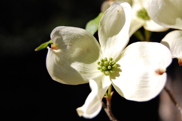 Dogwood flower in front of the wine caves at Hafner Vineyard