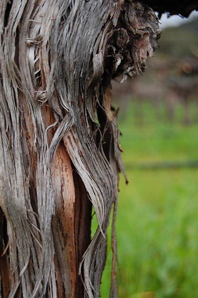 Cabernet Vine in Alexander Valley at Hafner