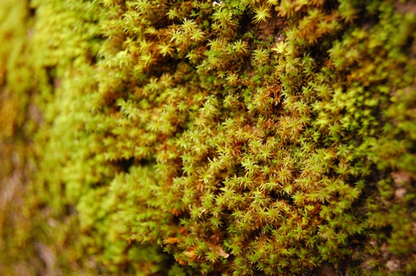 Moss on Wine Caves at Hafner Vineyard