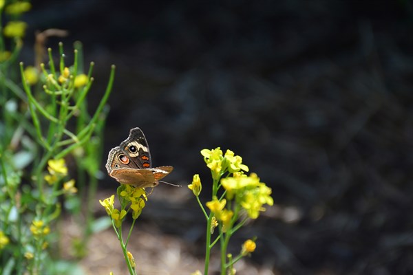 Butterfly in the Vineyard at Hafner