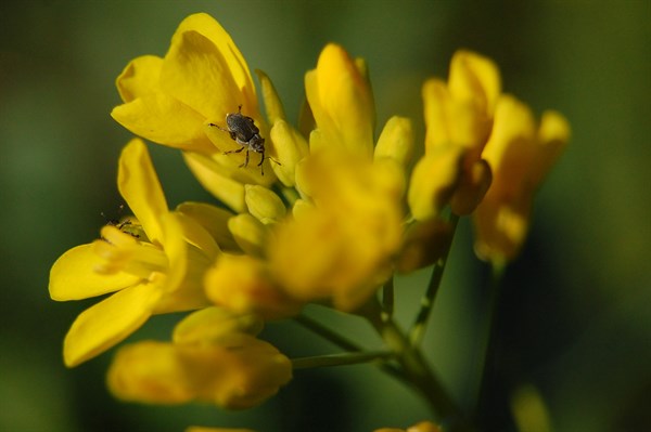 Bugs Crawling on Mustard Flower at Hafner Vineyard
